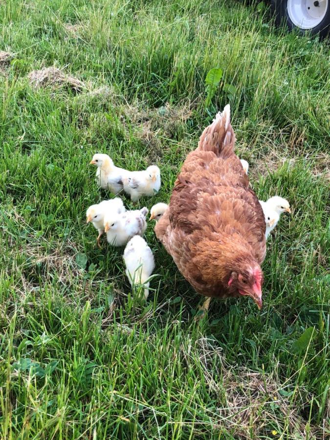 Biohof Auinger, Der Tiererlebnishof Lägenhet Aurach am Hongar Exteriör bild
