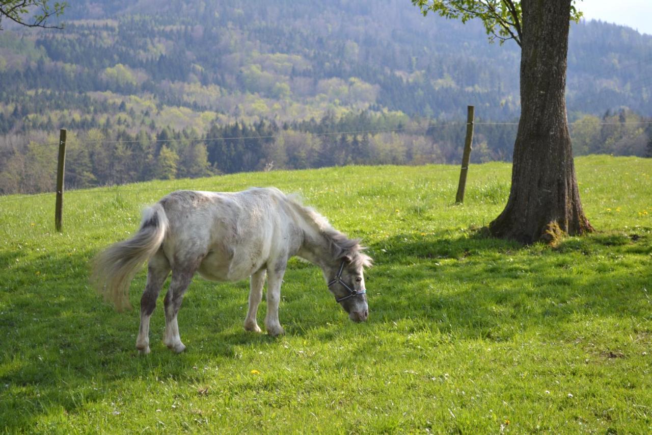 Biohof Auinger, Der Tiererlebnishof Lägenhet Aurach am Hongar Exteriör bild