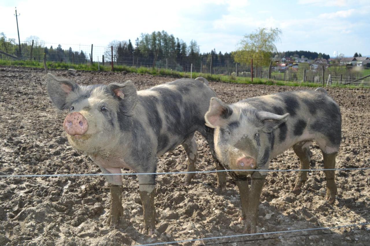 Biohof Auinger, Der Tiererlebnishof Lägenhet Aurach am Hongar Exteriör bild