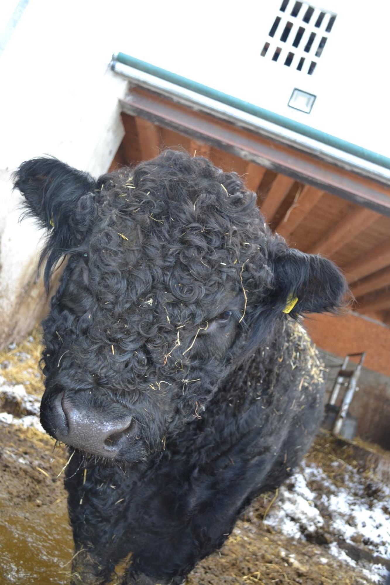 Biohof Auinger, Der Tiererlebnishof Lägenhet Aurach am Hongar Exteriör bild